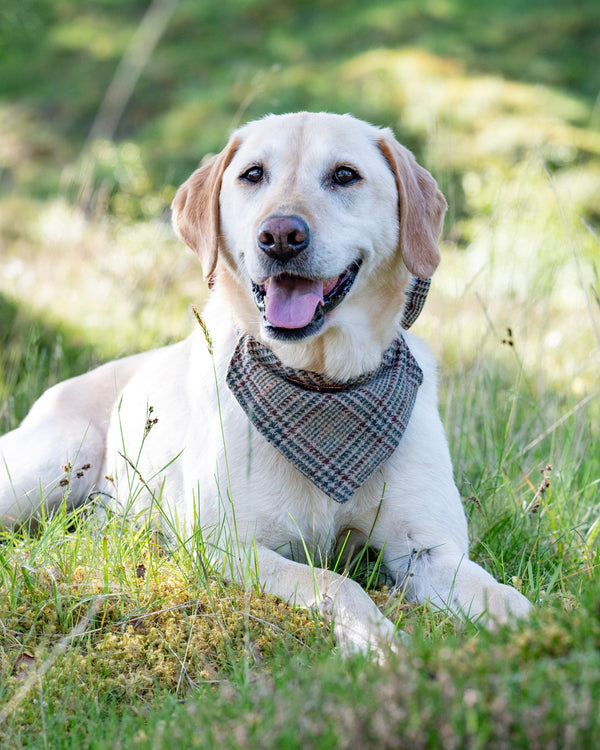White dog with a checkered bandana lying in a grassy field