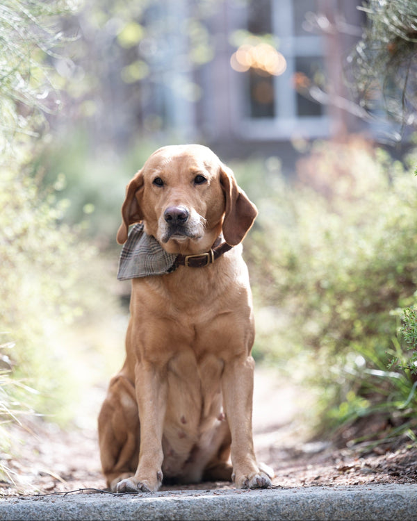 Brown dog wearing a tweed bandana, sitting on a path with trees and a house in the background