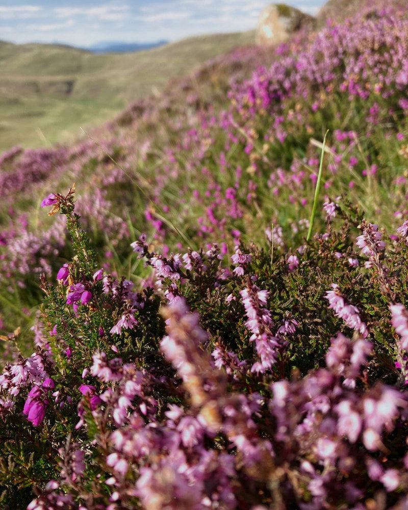 Purple heather flowers on a hillside with a blurred background