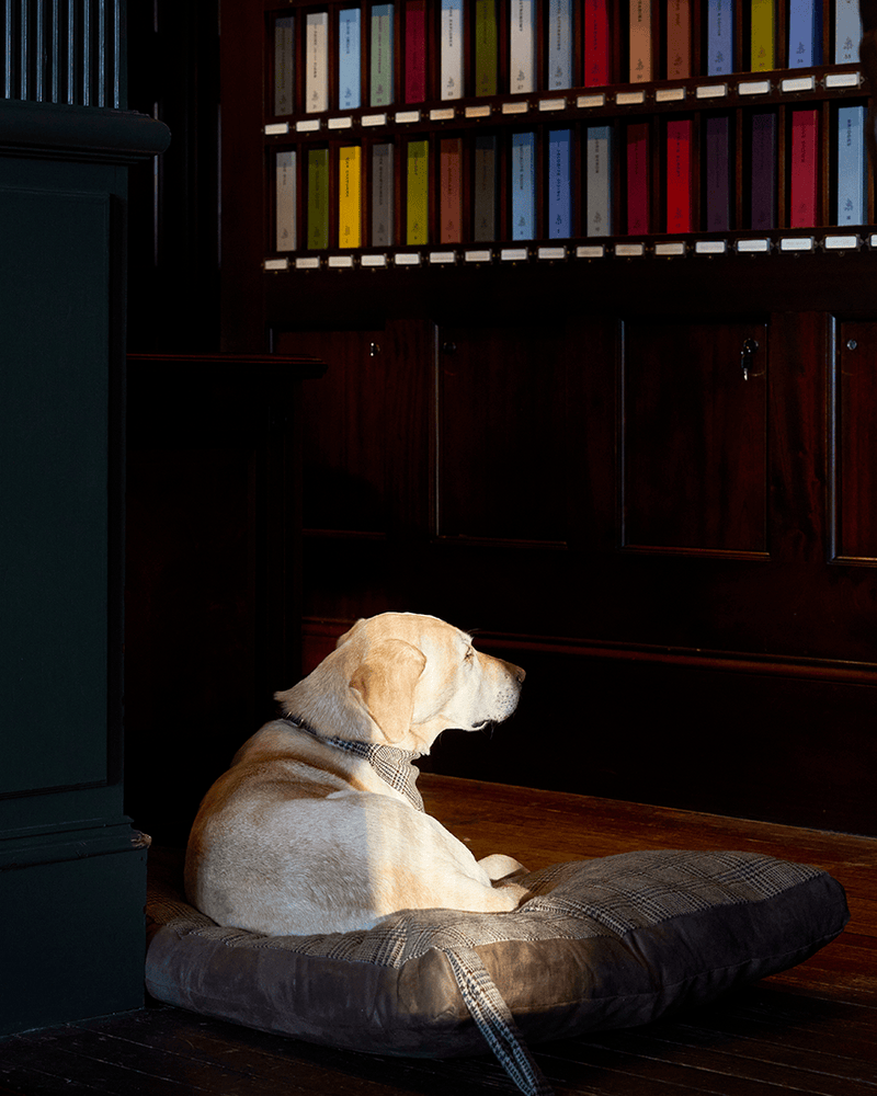 Dog sitting on a cushion in front of a bookshelf with colorful books.